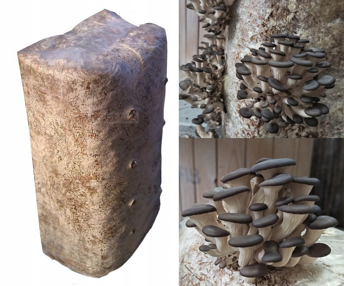 6ff7b113d4bfdb2e7067043a77eff58f