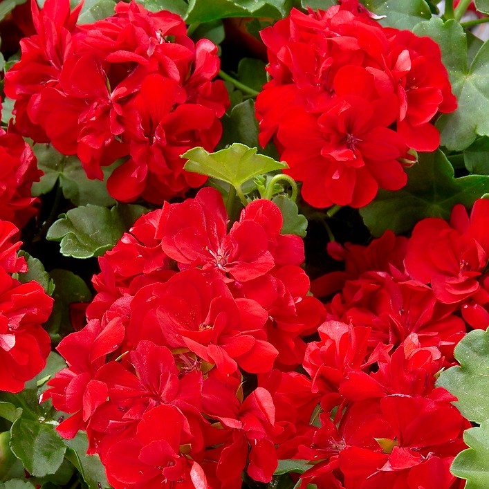 77e65410c59a56f104dee4dbdaa7073e